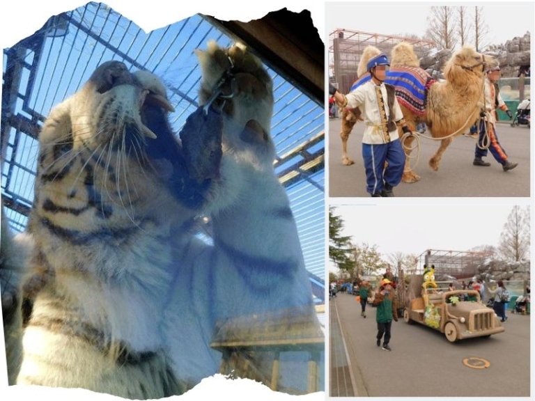 東武動物公園 は動物の迫力がすごい 飛びかかるホワイトタイガーに大興奮 ママいこっ