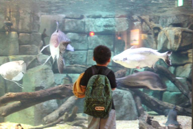 感動した 進化した淡水魚水族館 アクアトトぎふ 見どころレビュー ママいこっ