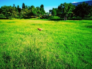 草原を走る犬